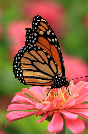 Monarch in Pink