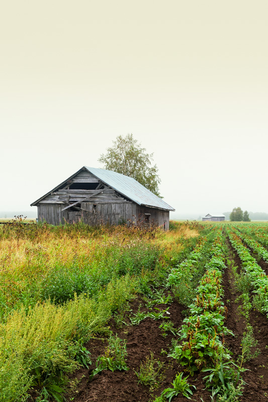 Old Barn Houses Under The Fog