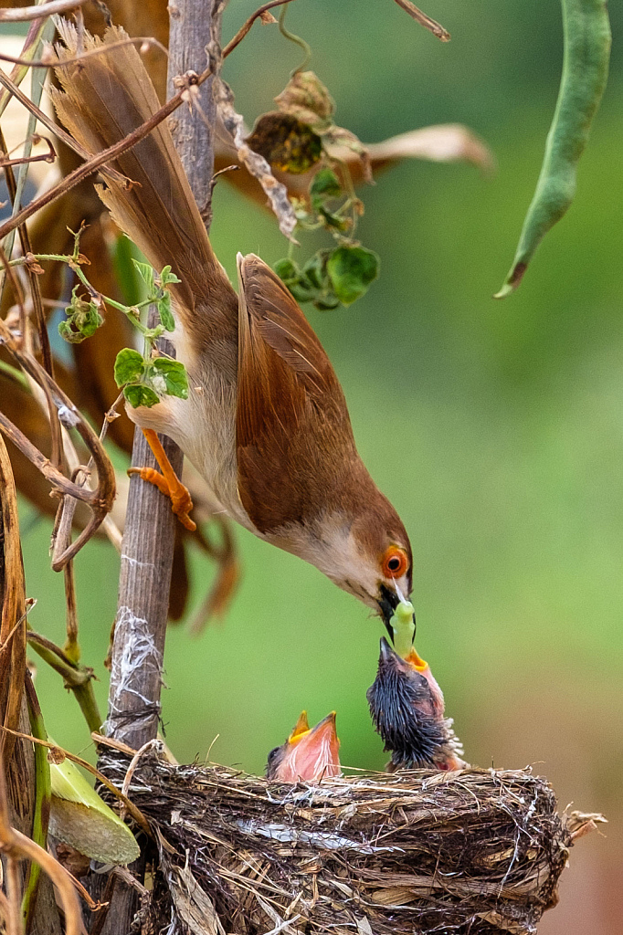 Parent Love of Bird