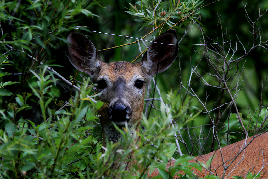 The Woods have Eyes