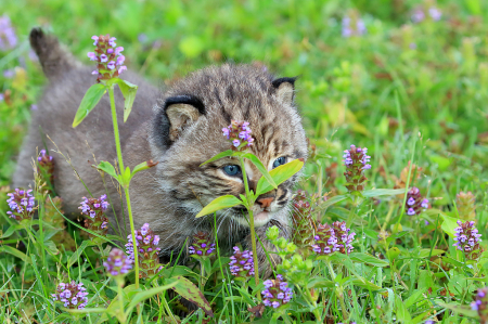 Lynx Baby Hiding