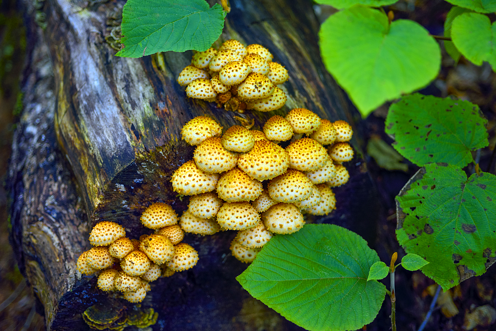 Mushrooms on a Rotting Log
