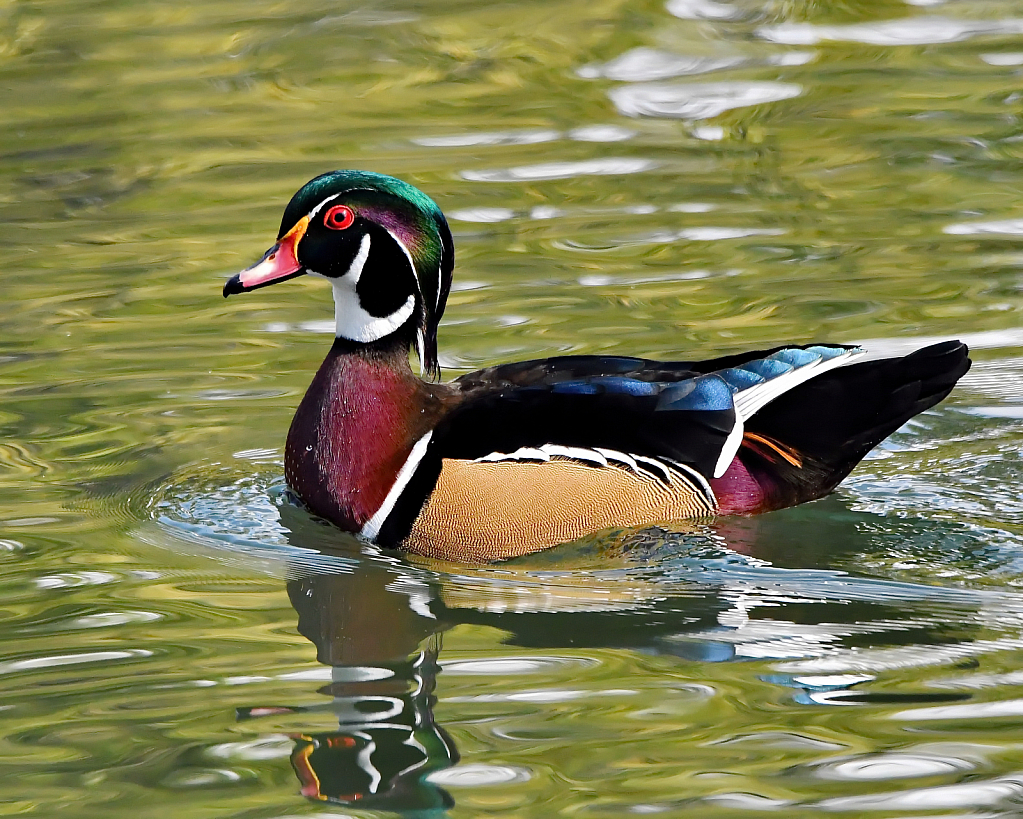 The Wood Duck