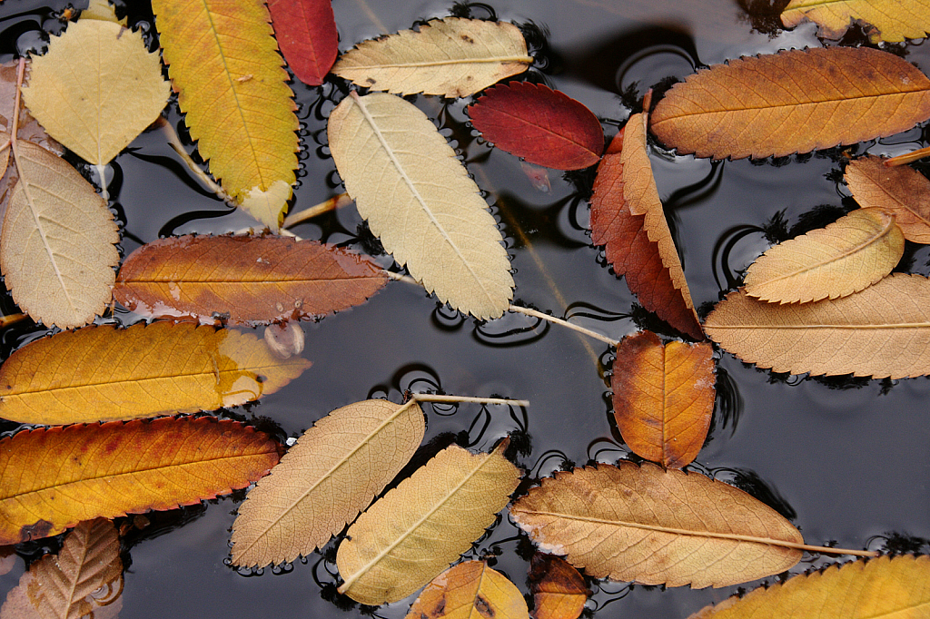 Autumn leaves floating in the pond