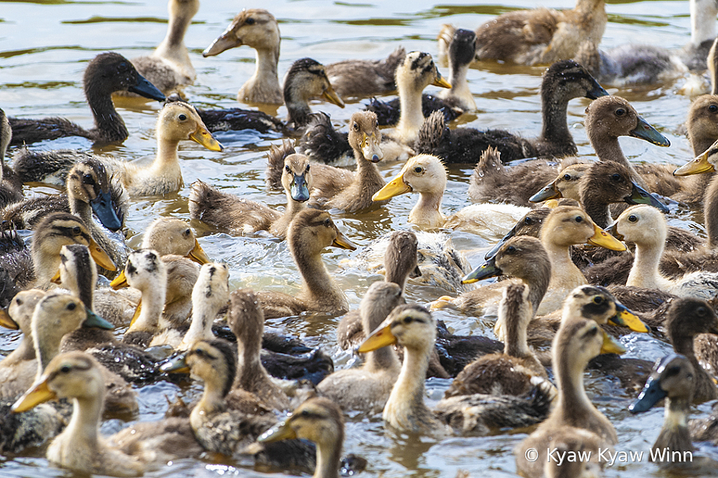 Little Ducks