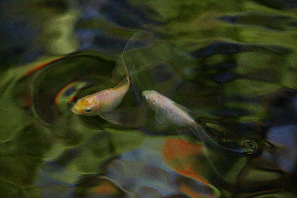 Whitish goldfishes swimming with reflections