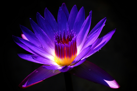 Purple lotus