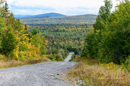 Northern Maine “Trees, Trees and More Trees”.