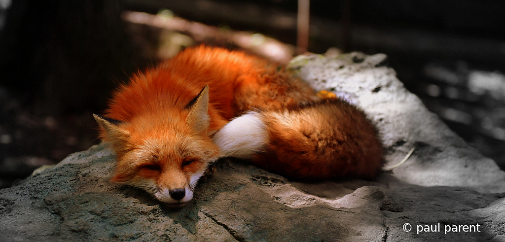 Sleeping Fox - ID: 15745969 © paul parent