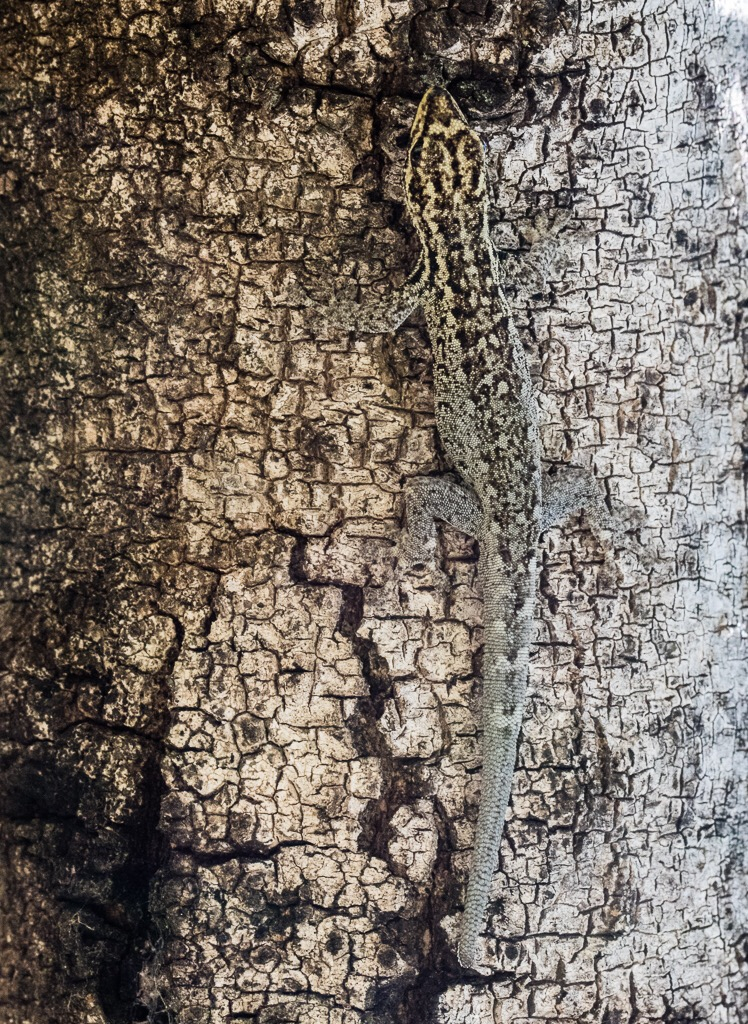 Lizard