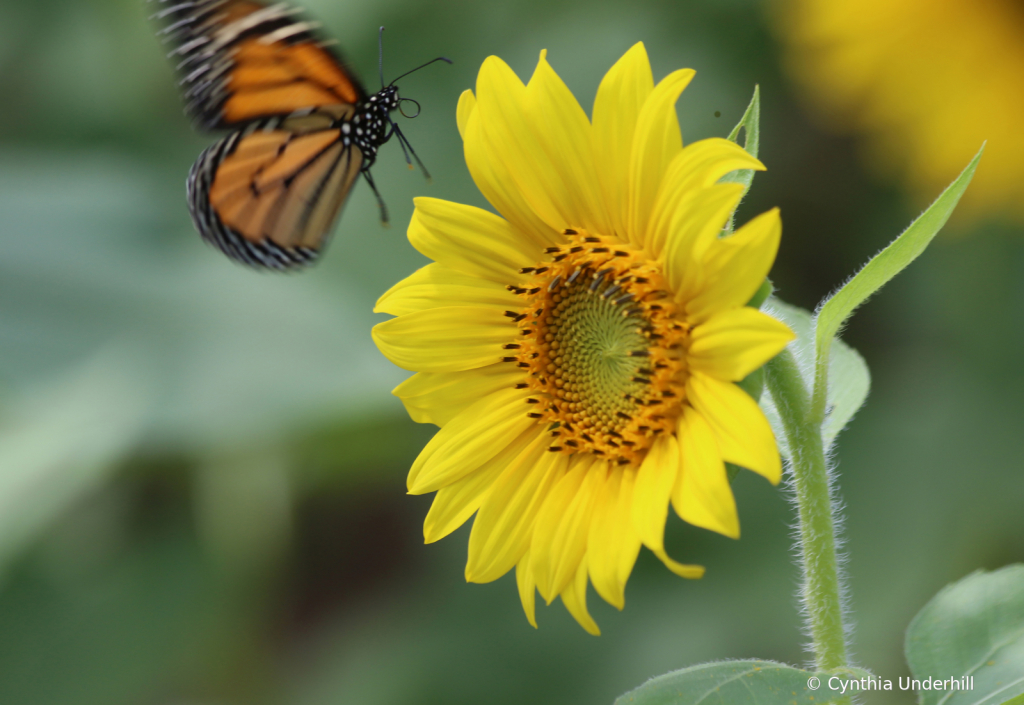 Monarch - Delicate Landing - ID: 15745993 © Cynthia Underhill