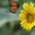 Monarch - Delicate Landing - ID: 15745993 © Cynthia Underhill