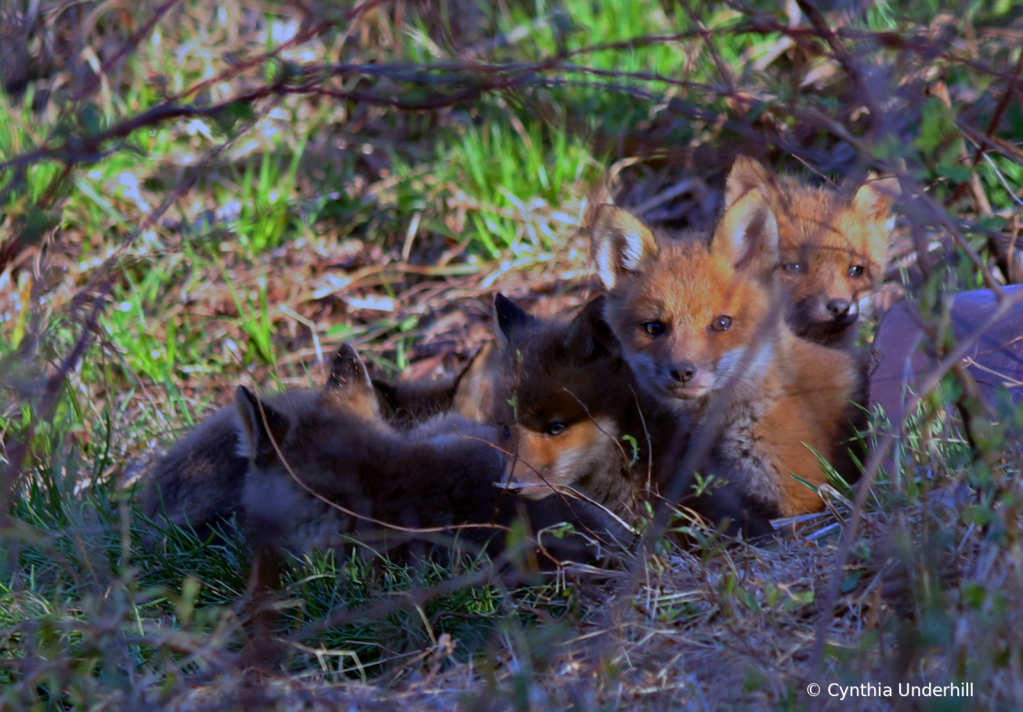 Lazy Kits - ID: 15746004 © Cynthia Underhill