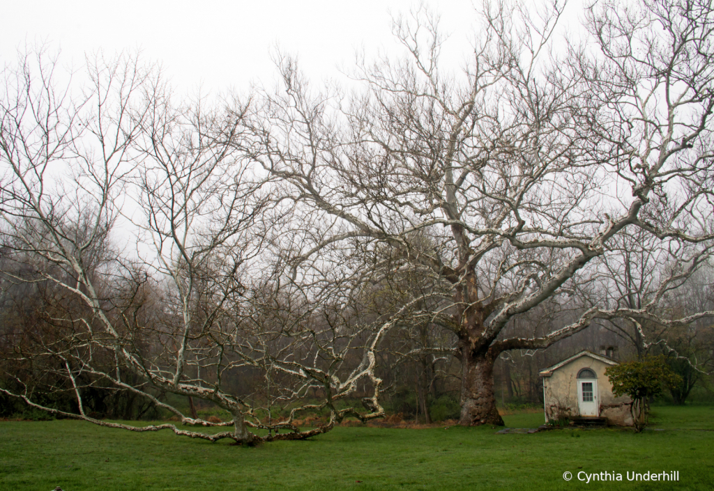 Sycamore at Pawling Farm - Hazy Day - ID: 15746008 © Cynthia Underhill