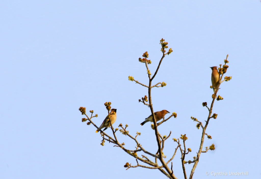 Cedar Waxwing - ID: 15746009 © Cynthia Underhill