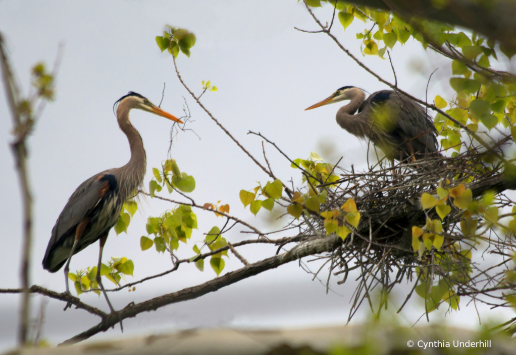 Great Blue Heron - Building Nest - ID: 15746010 © Cynthia Underhill
