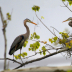 Great Blue Heron - Building Nest - ID: 15746010 © Cynthia Underhill