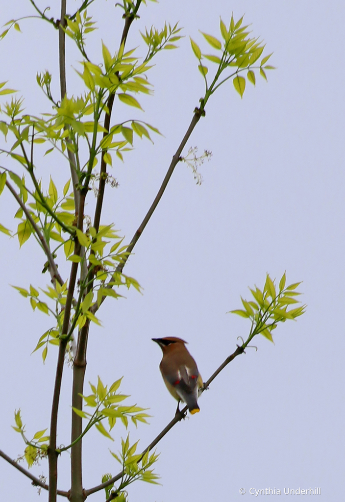 Cedar Waxwing - Solo - ID: 15746011 © Cynthia Underhill