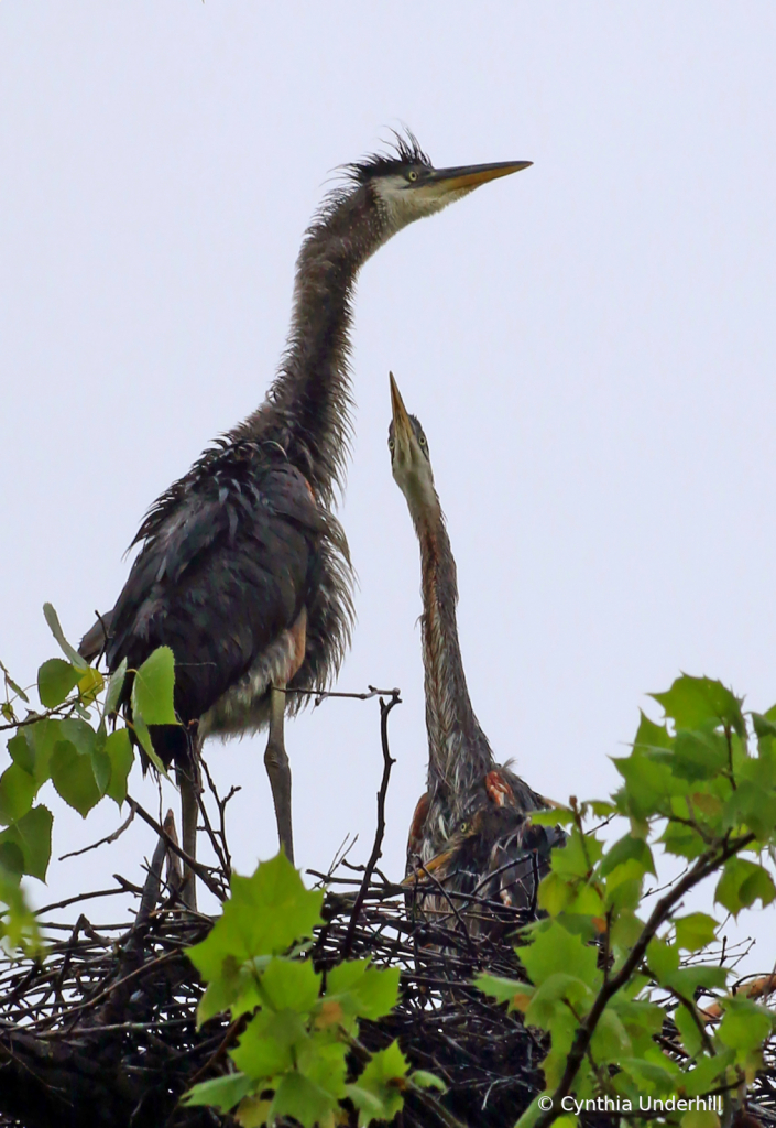 Great Blue Heron - Waiting for Food - ID: 15746012 © Cynthia Underhill