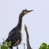 Great Blue Heron - Waiting for Food - ID: 15746012 © Cynthia Underhill