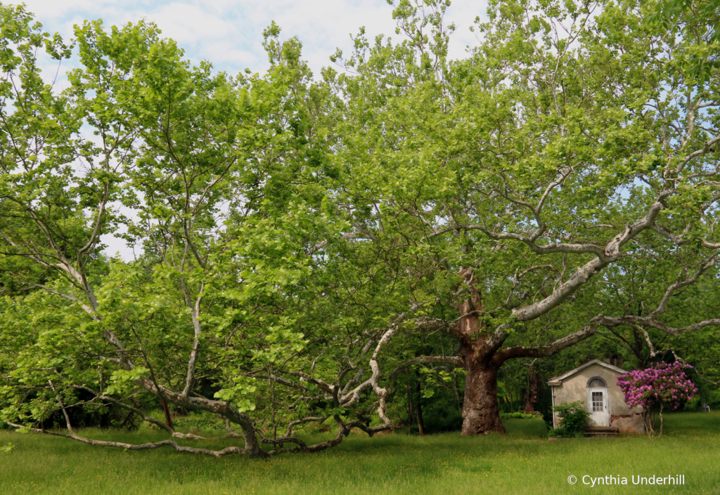 Sycamore at Pawling Farm - Spring Morning - ID: 15746013 © Cynthia Underhill