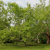 Sycamore at Pawling Farm - Spring Morning - ID: 15746013 © Cynthia Underhill