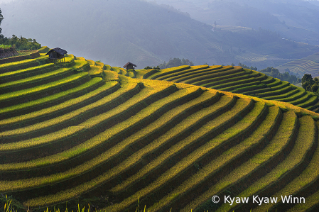 The Rice Farm