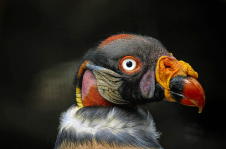 King Vulture