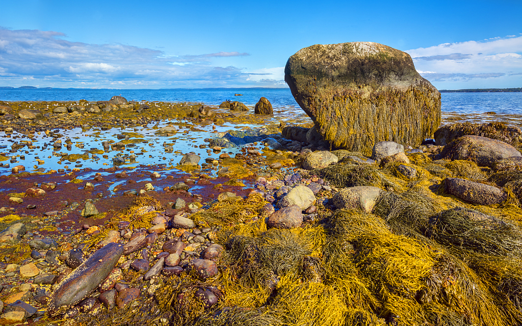 Seaweed Beach