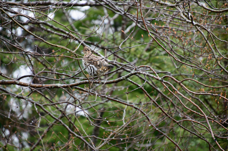 Partridge “Grouse” in a Tree!