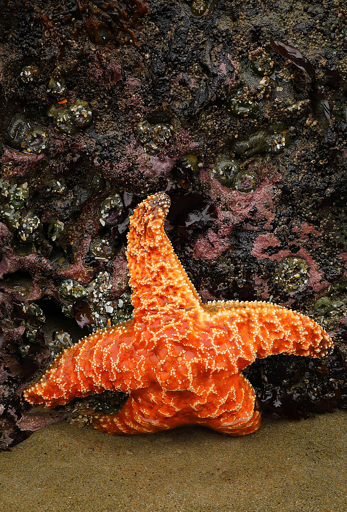 Starfish