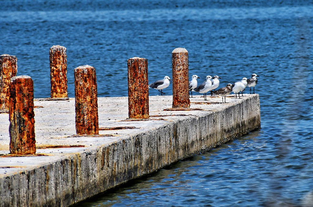 SEAGULLS AT THE PIER