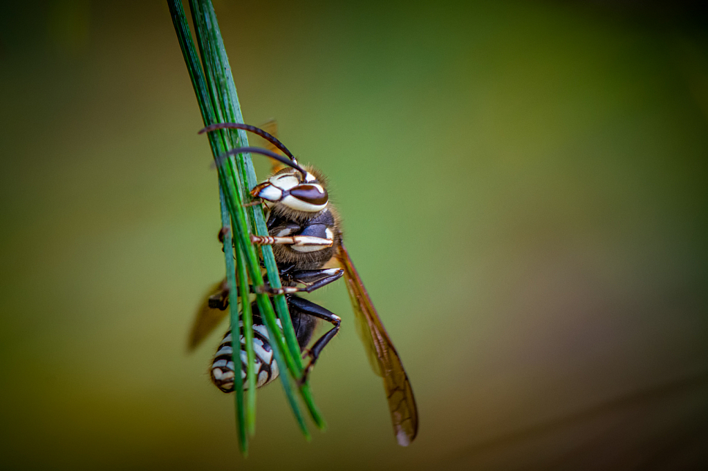 Bald-Faced Hornet