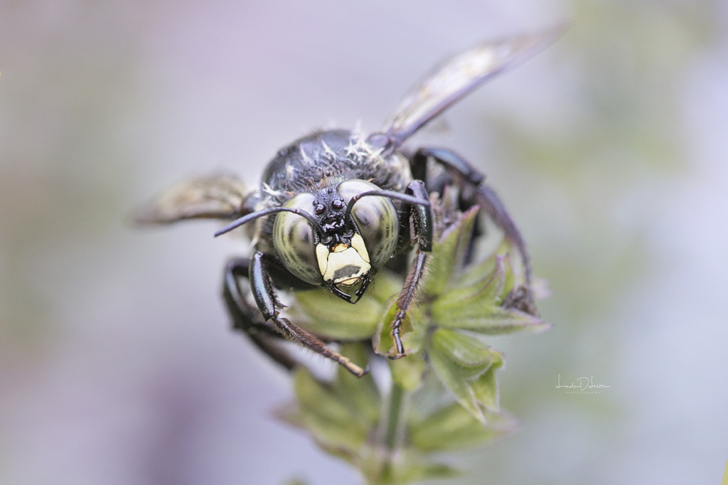 Sleepy Bee