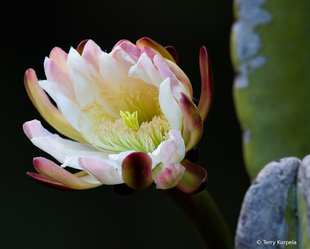 Berkeley Botanical Garden   