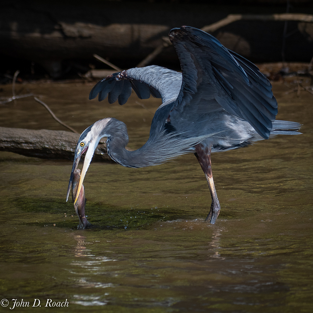 Great Blue with Fish - ID: 15746910 © John D. Roach