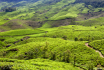 Rolling Hills of ...