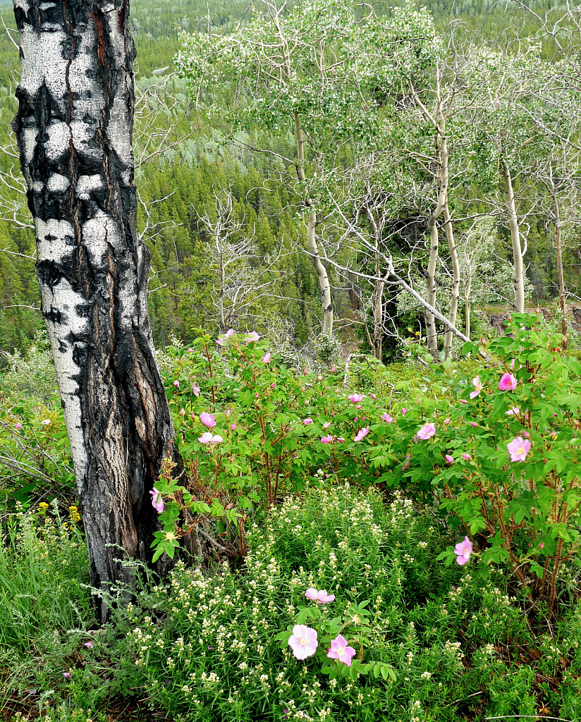 Wild Yukon