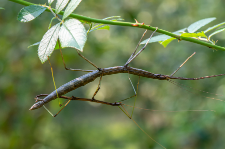 Walking Stick