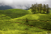 Green Carpet on M...