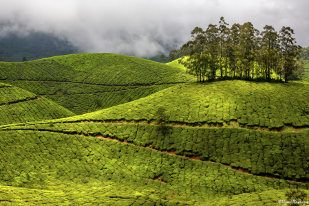 Green Carpet on Munnar