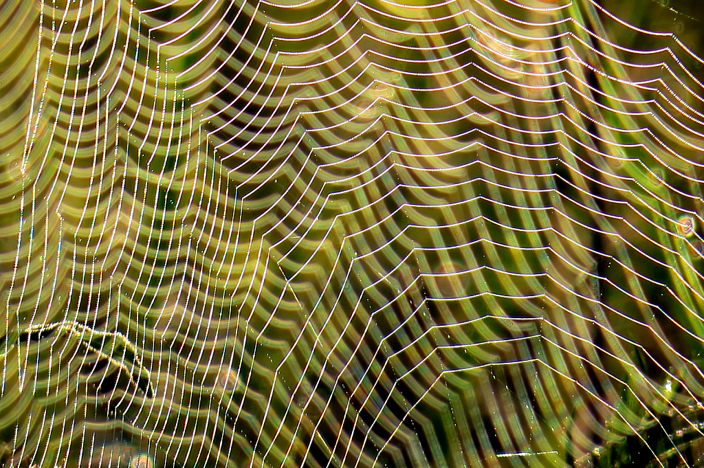 Patterns In Webs