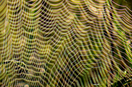 Patterns In Webs