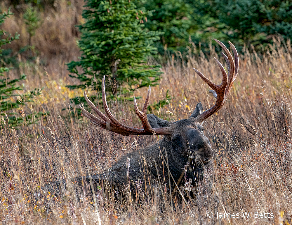 Bull Moose - ID: 15747684 © James W. Betts