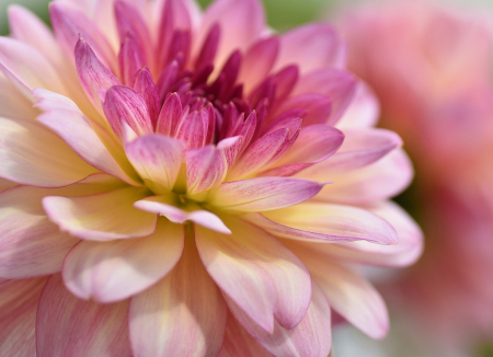 Dazzling Dahlia