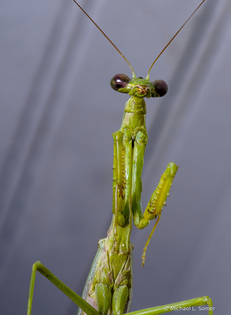 Praying Mantis 