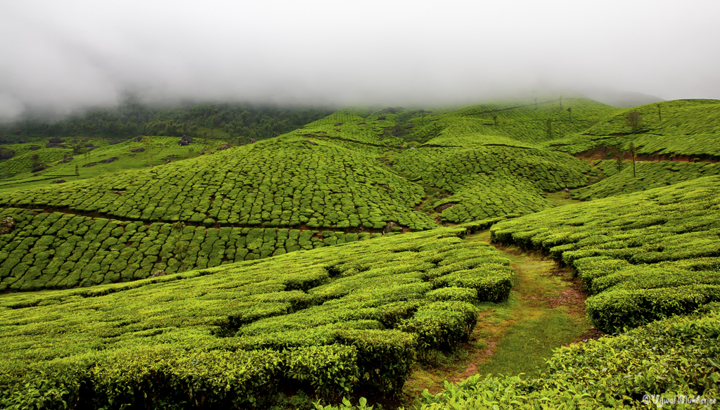 Tea Plantations at Munnar