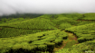 Tea Plantations a...