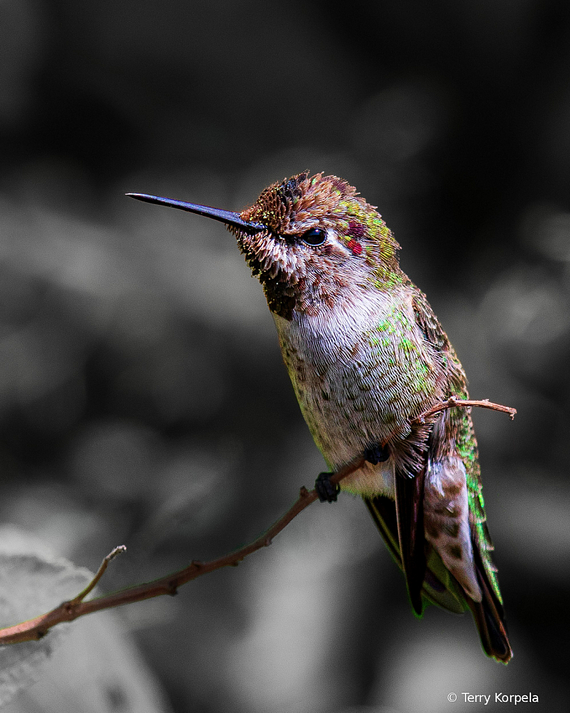 Anna's Hummingbird - ID: 15747711 © Terry Korpela