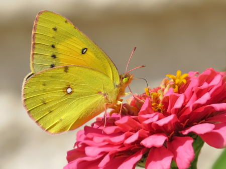 Pink and Yellow